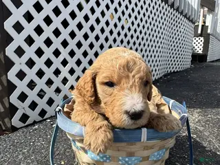 Goldendoodle dogs Goldendoodle Male - White - Ad 39