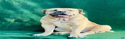 Mixed Breed dogs for sale: Cane Corso / Boerbeol Puppy 4 - Ad 7
