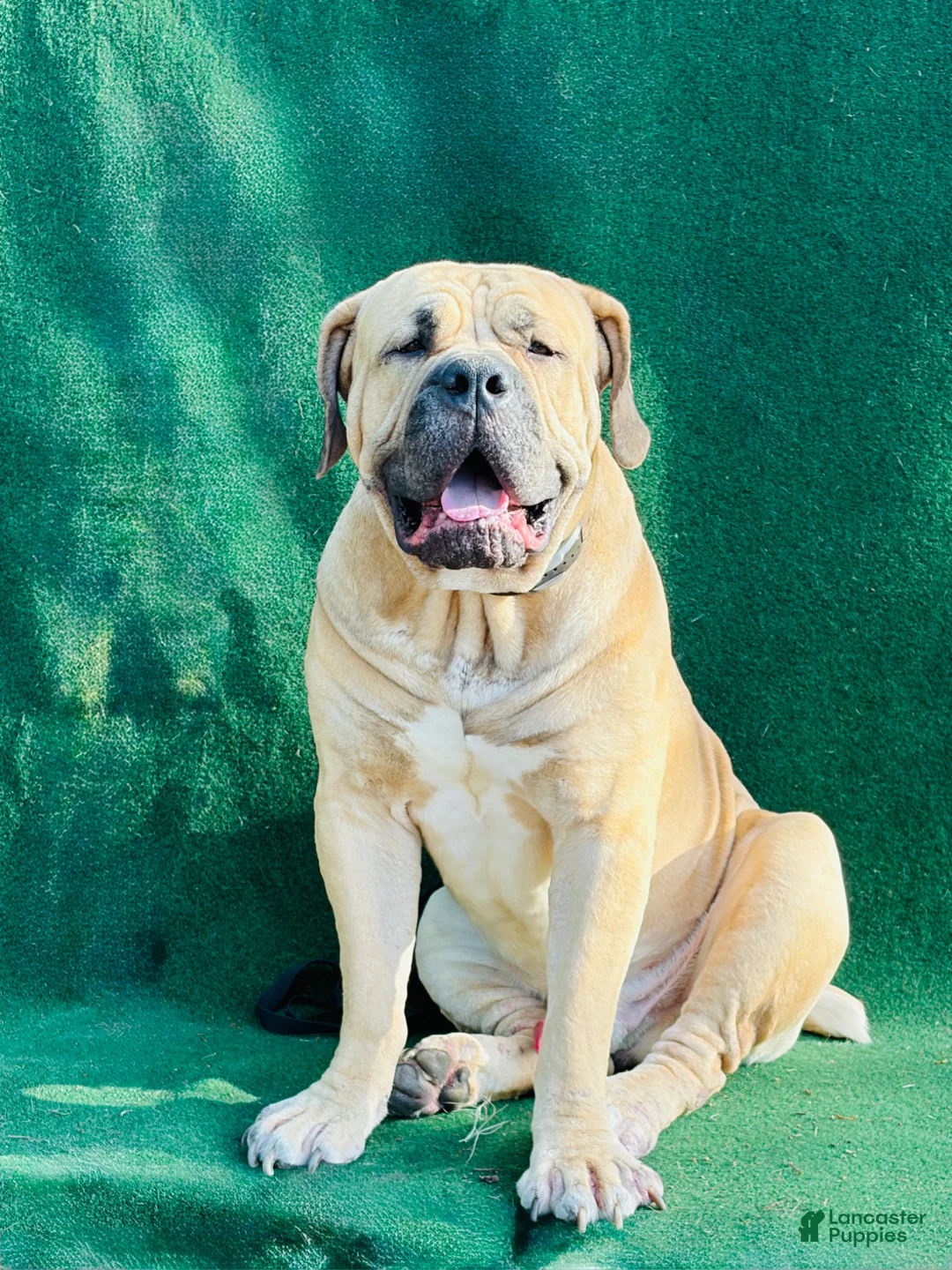 Mixed Breed dogs for sale: Cane Corso / Boerbeol Puppy 4 - Ad 7