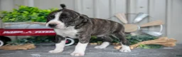 Mixed Breed dogs for sale: Sugar - Ad 1