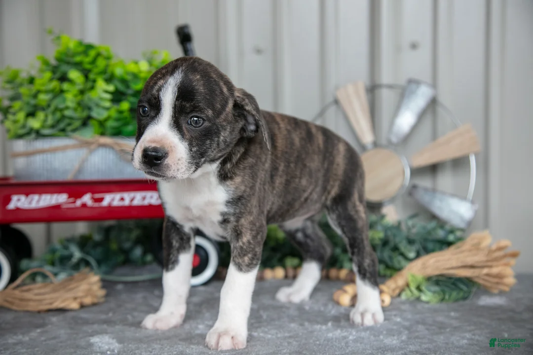 Mixed Breed dogs for sale: Sugar - Ad 1