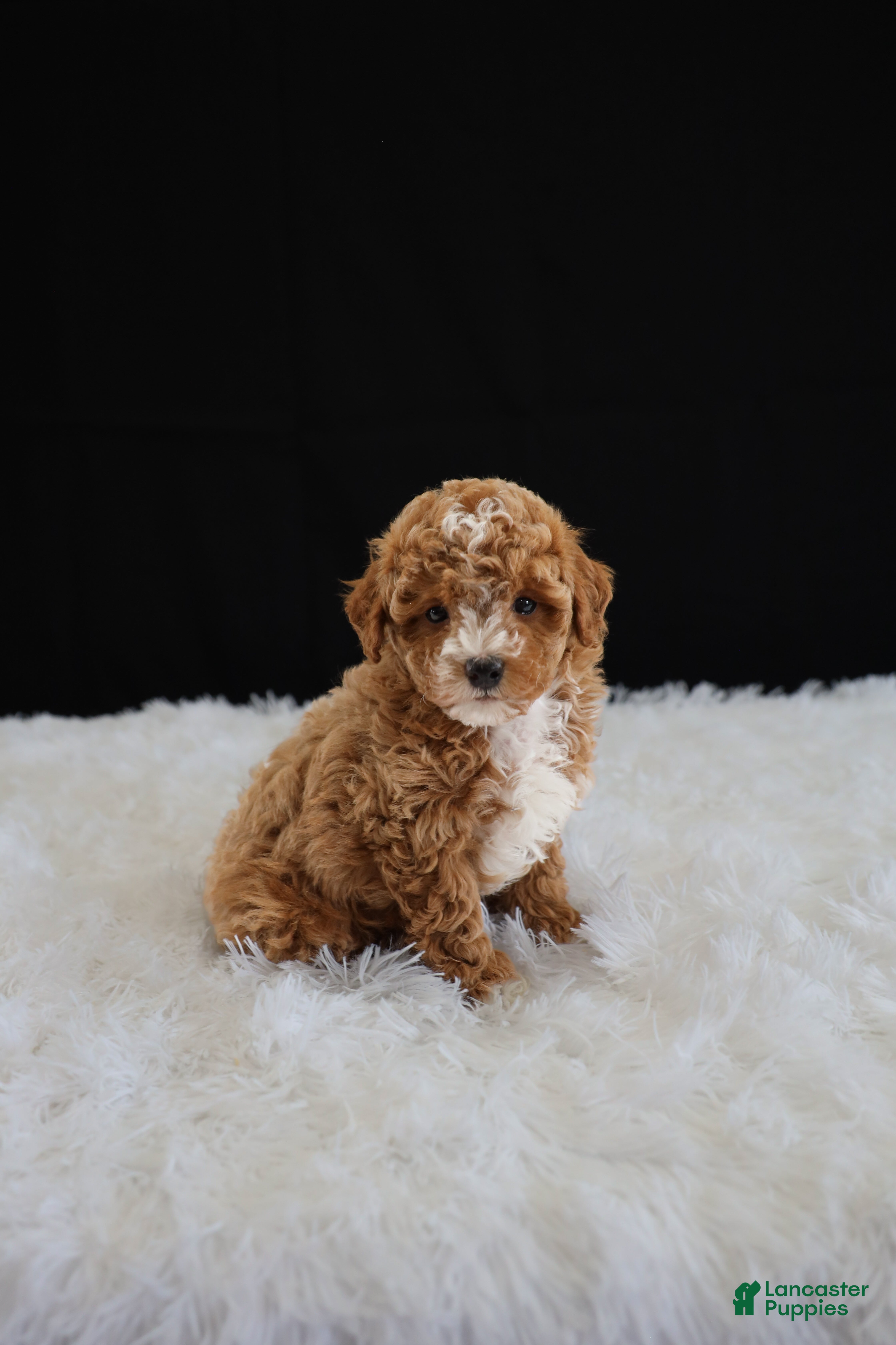 Toy Poodle dogs Jasper  - Ad 1