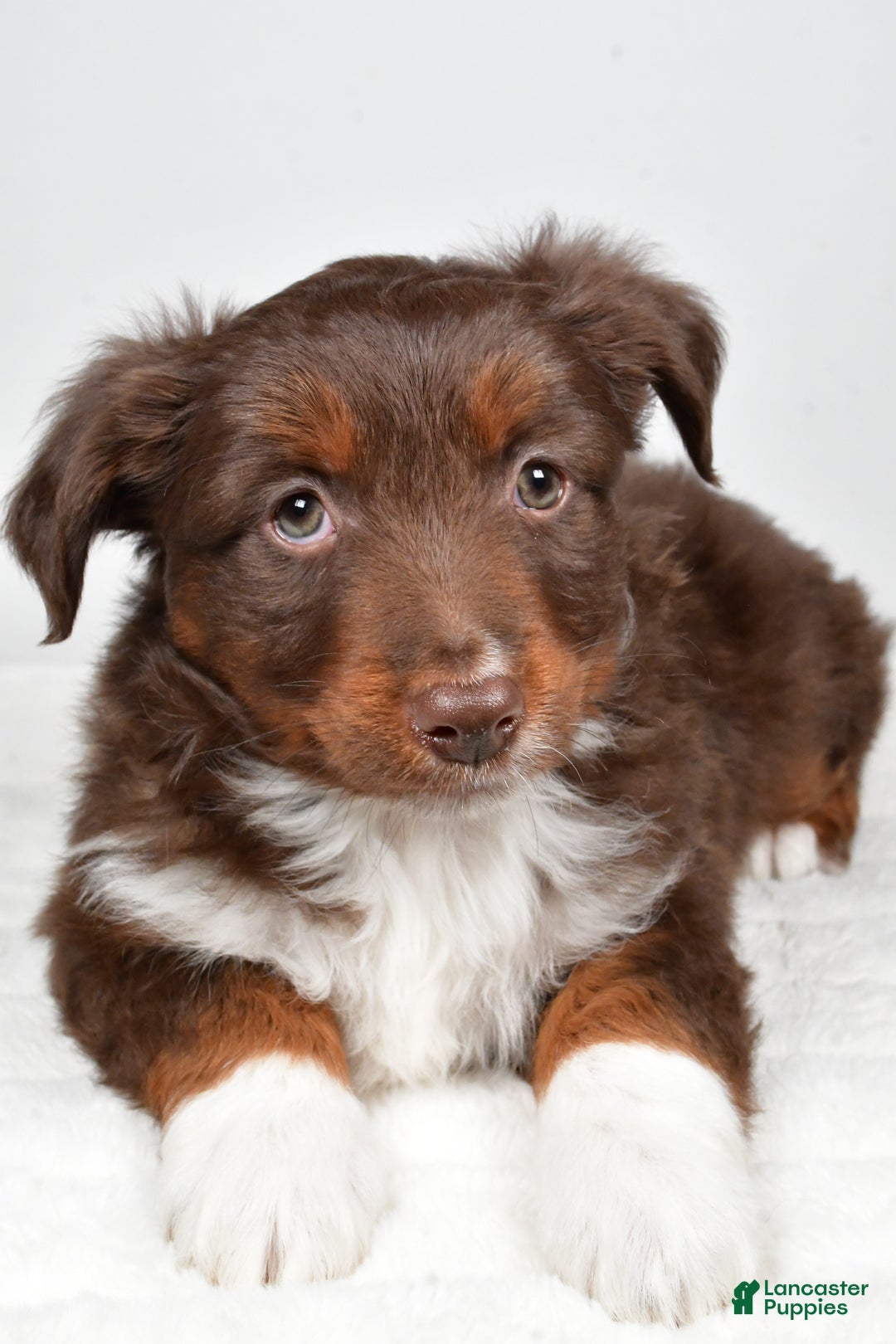 Miniature Australian Shepherd dogs for sale: Ronnie - Ad 4