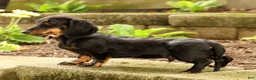 Miniature Dachshund dogs for sale: Bouncer - Ad 7
