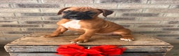 Boxer dogs for sale: Stella - Ad 3