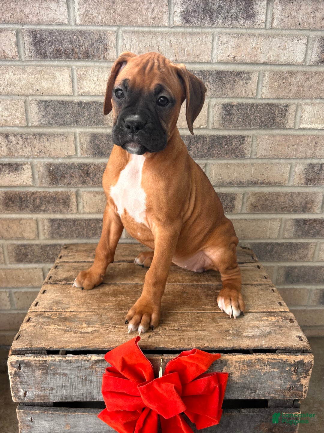 Boxer dogs for sale: Stella - Ad 3