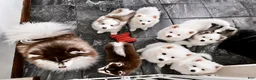 Pomsky dogs for sale: Orion - Toy Male Pomsky → The Real-Life Teddy Bear - Ad 17