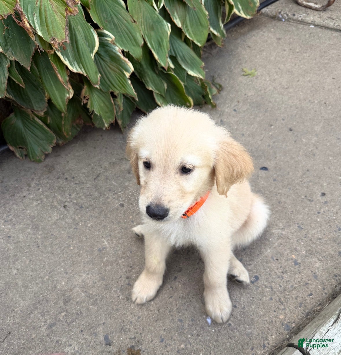 Golden Retriever dogs Cinnamon - Orange - Ad 1