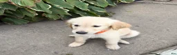 Golden Retriever dogs for sale: Cinnamon - Orange - Ad 1