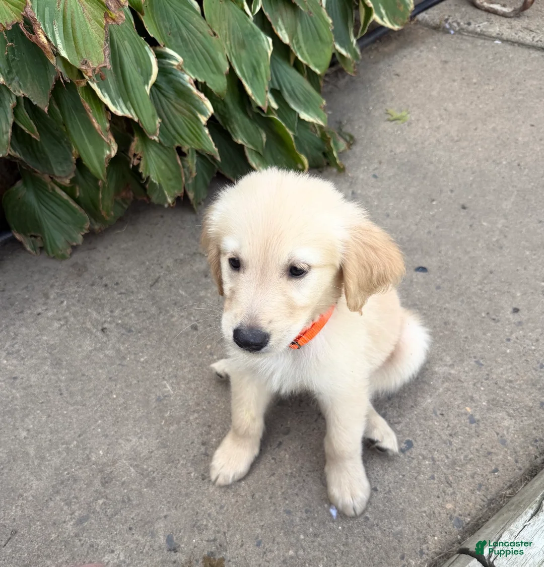 Golden Retriever dogs for sale: Cinnamon - Orange - Ad 1