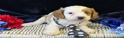Cavapoo dogs for sale: Barley - Ad 8