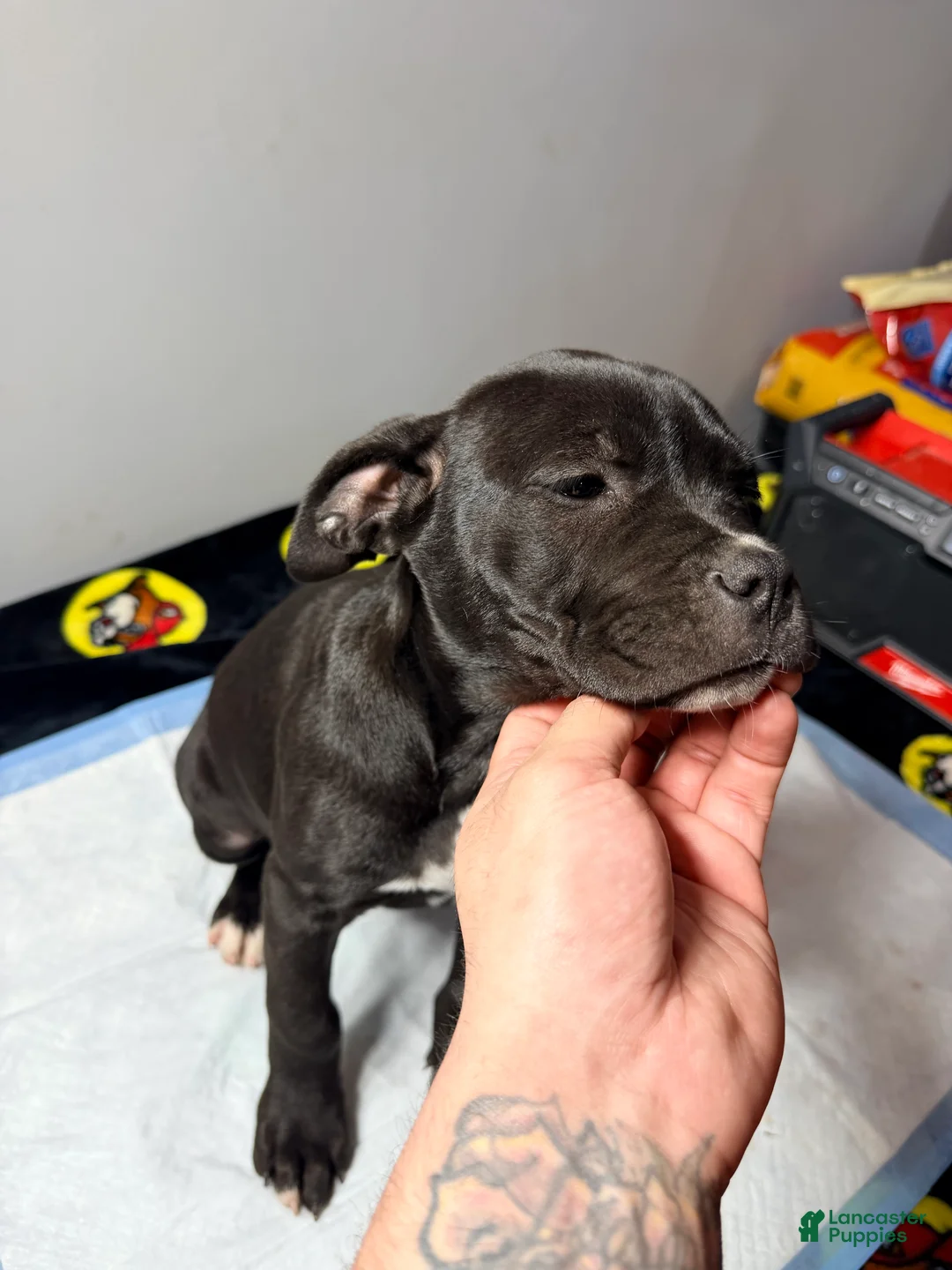 Mixed Breed dogs for sale: Lady #2 - Ad 1