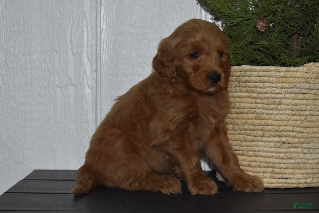 Goldendoodle dogs for sale: Bailey  - Ad 3