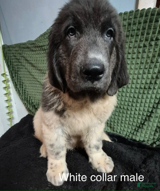 Newfoundland dogs White Collar Male - Ad 1