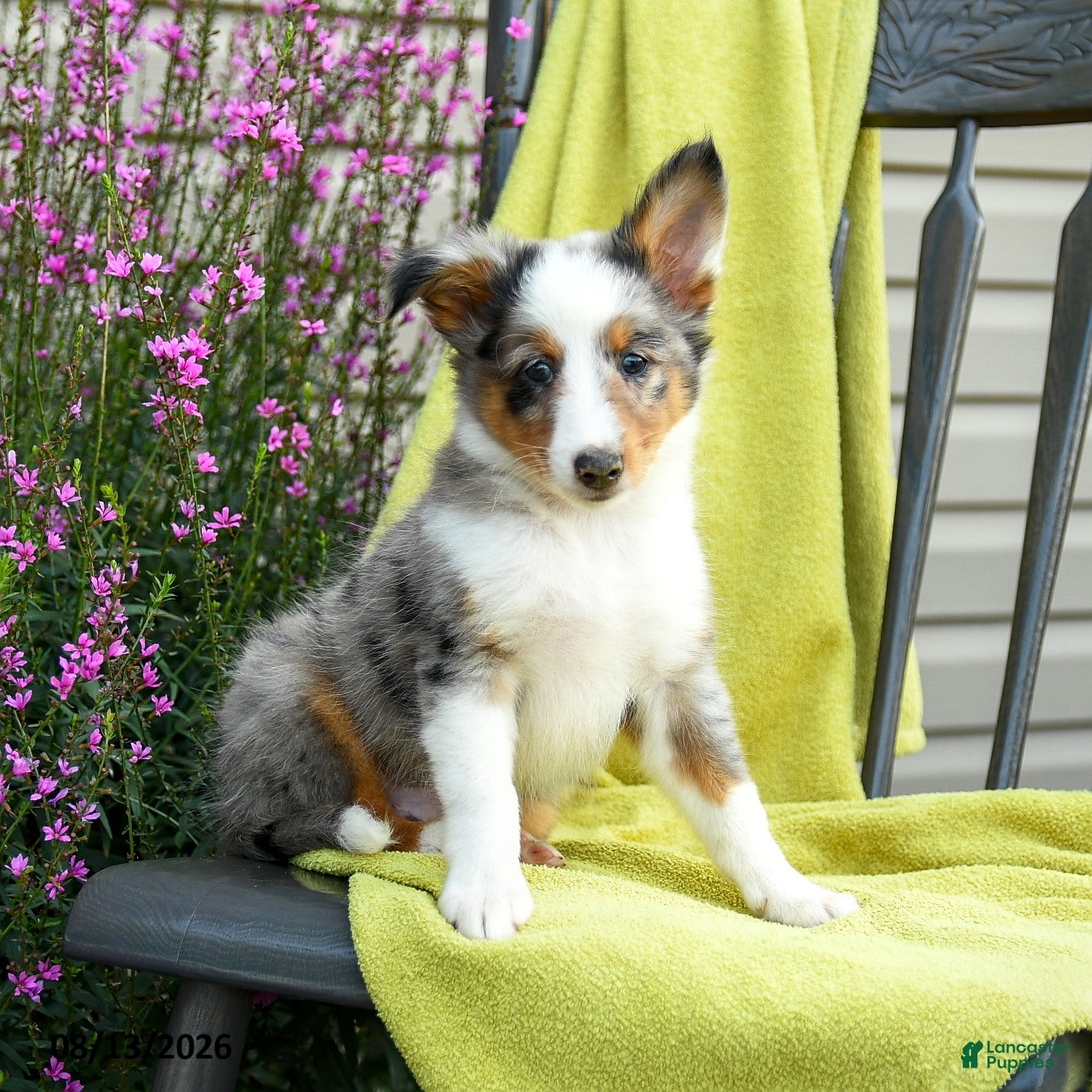 Shetland Sheepdog dogs Sterling - Ad 1