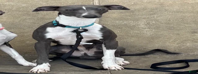 Milo