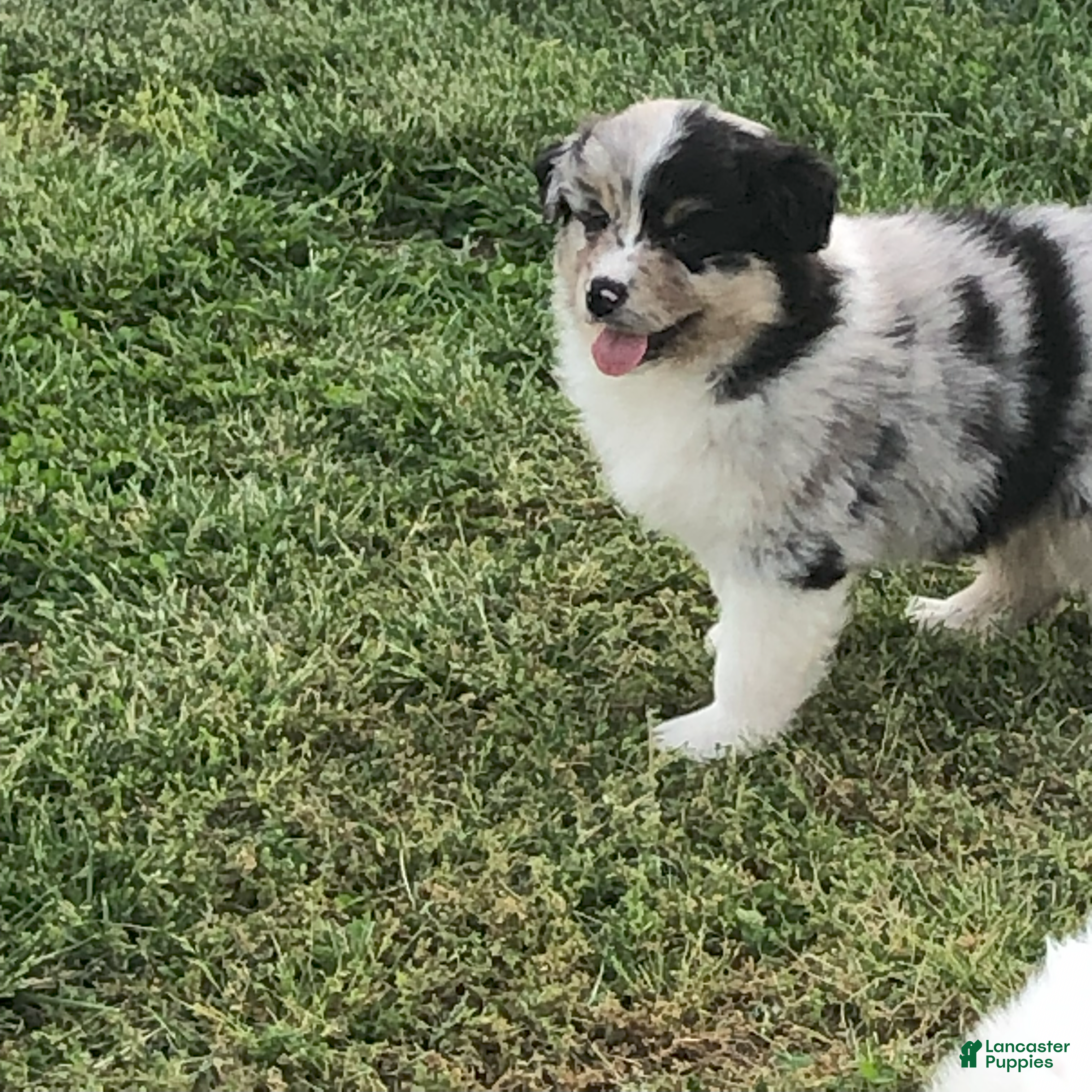 Australian Shepherd dogs Bob  - Ad 1