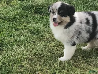 Australian Shepherd dogs for sale: Bob - Ad 2