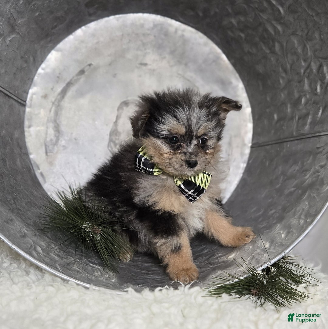 Pomapoo dogs for sale: Lewis - Ad 3