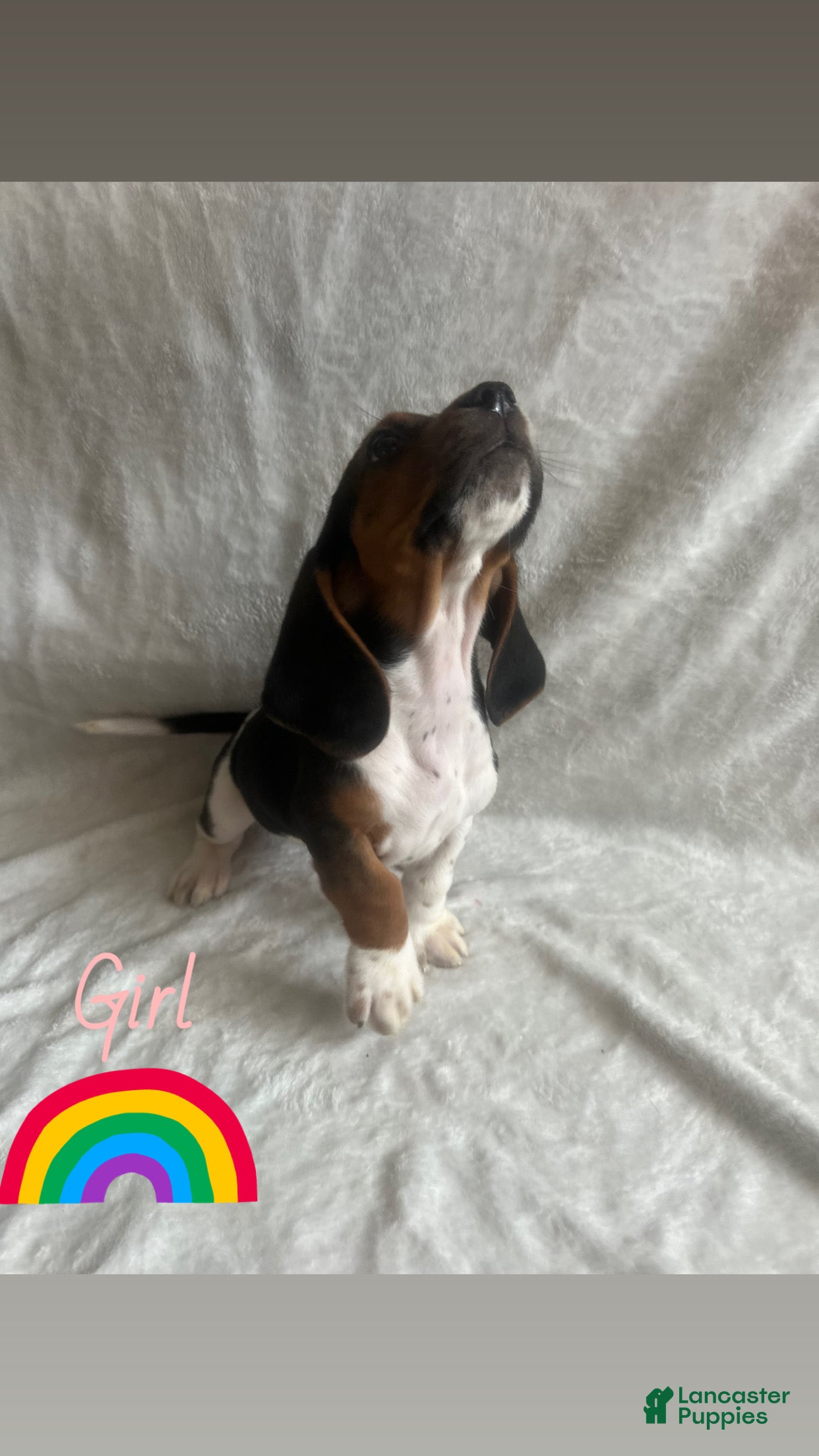 Basset Hound dogs Basset Hound Puppy 3 - Ad 5