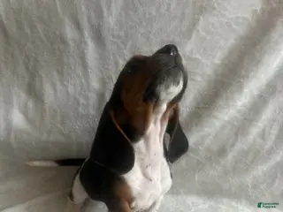 Basset Hound dogs Basset Hound Puppy 3 - Ad 29