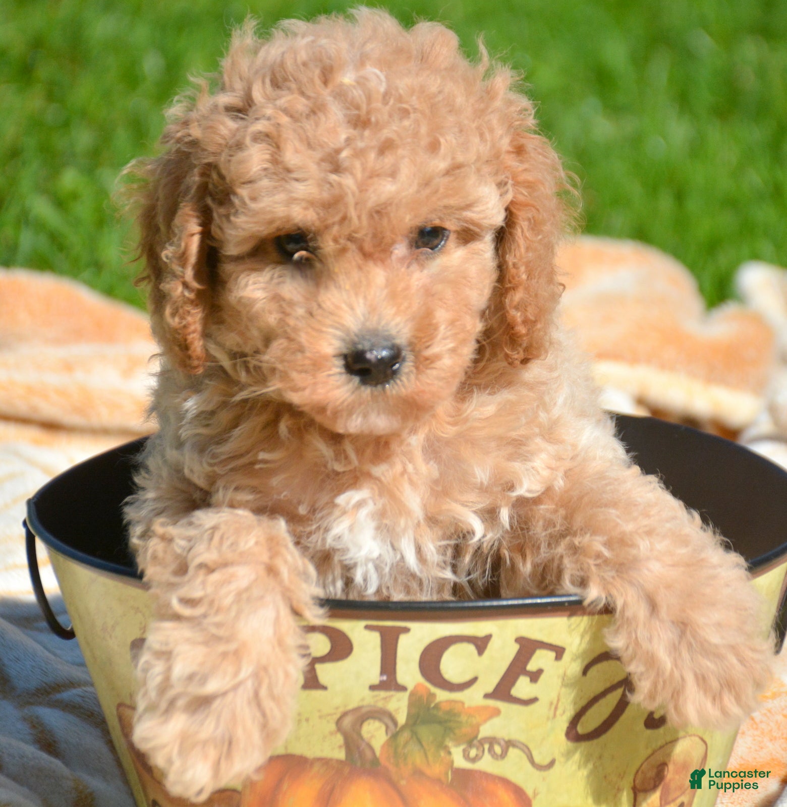 Cavapoo