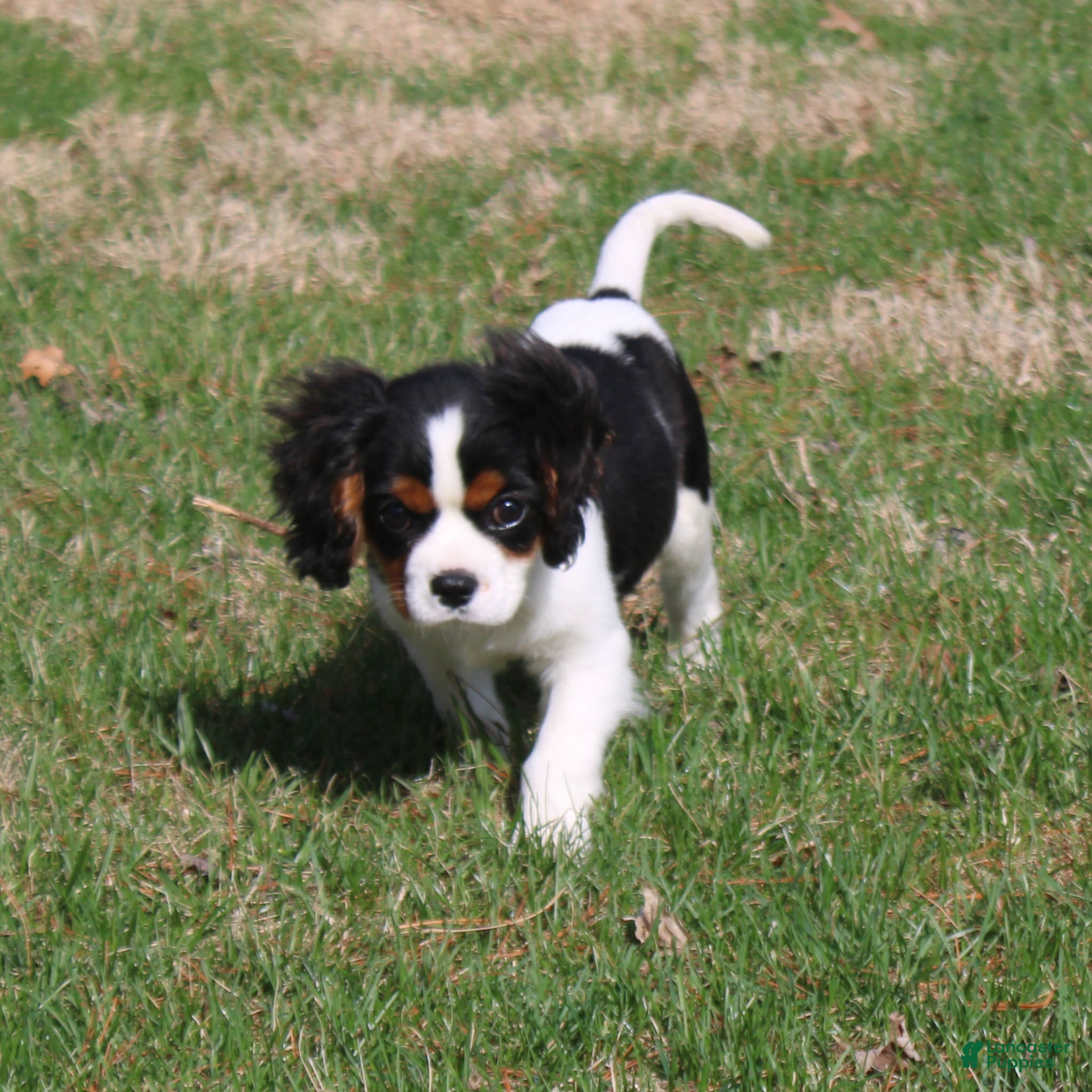 Cavalier King Charles Spaniel dogs Congo - House and Crate Trained - Ad 1