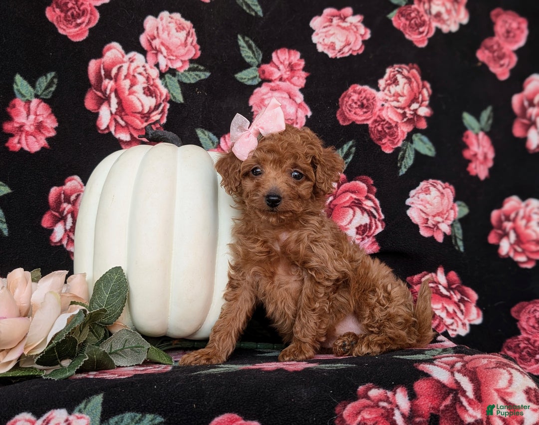 Toy Poodle dogs for sale: Tiara - Ad 1
