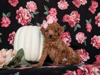 Toy Poodle dogs Tiara - Ad 31