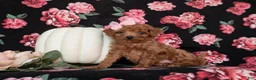 Toy Poodle dogs for sale: Tobie - Ad 11