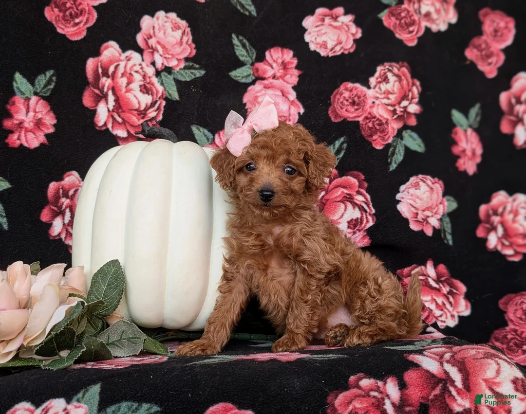 Toy Poodle dogs for sale: Tobie - Ad 11