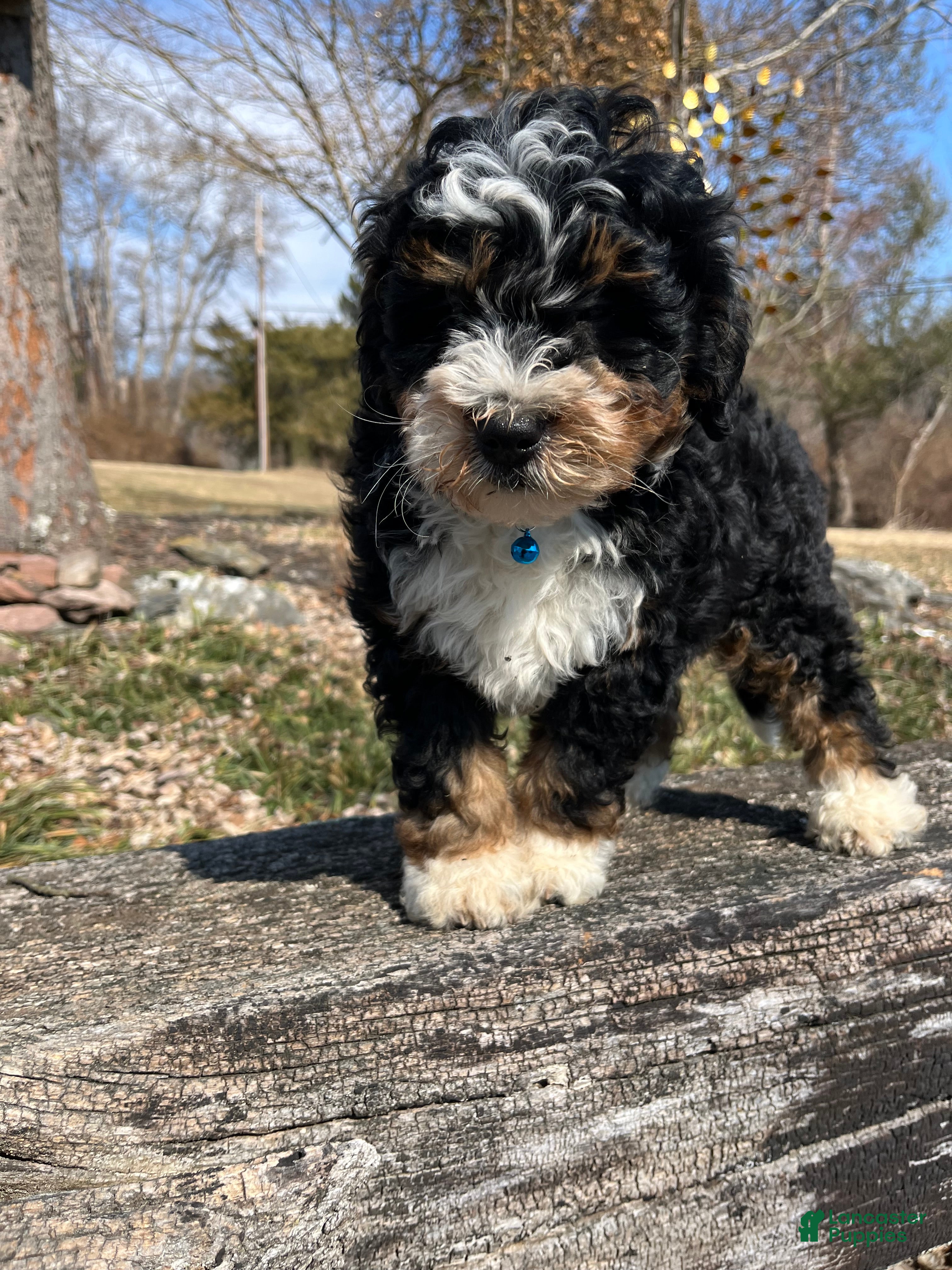 Mini Bernedoodle dogs Jameson - Ad 2