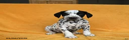 Dalmatian dogs for sale: Cam  - Ad 1