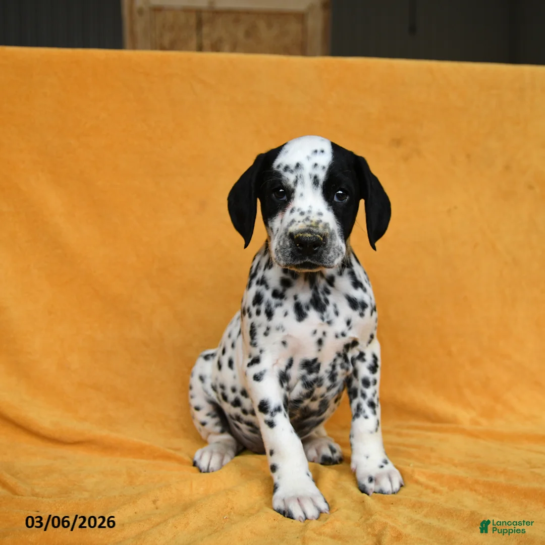Dalmatian dogs for sale: Cam  - Ad 1