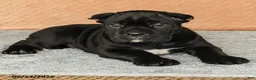 Cane Corso dogs for sale: Ramona - Ad 5