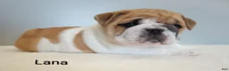English Bulldog dogs for sale: Lana - Ad 1