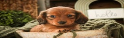 Miniature Dachshund dogs for sale: Tinsel - Ad 2