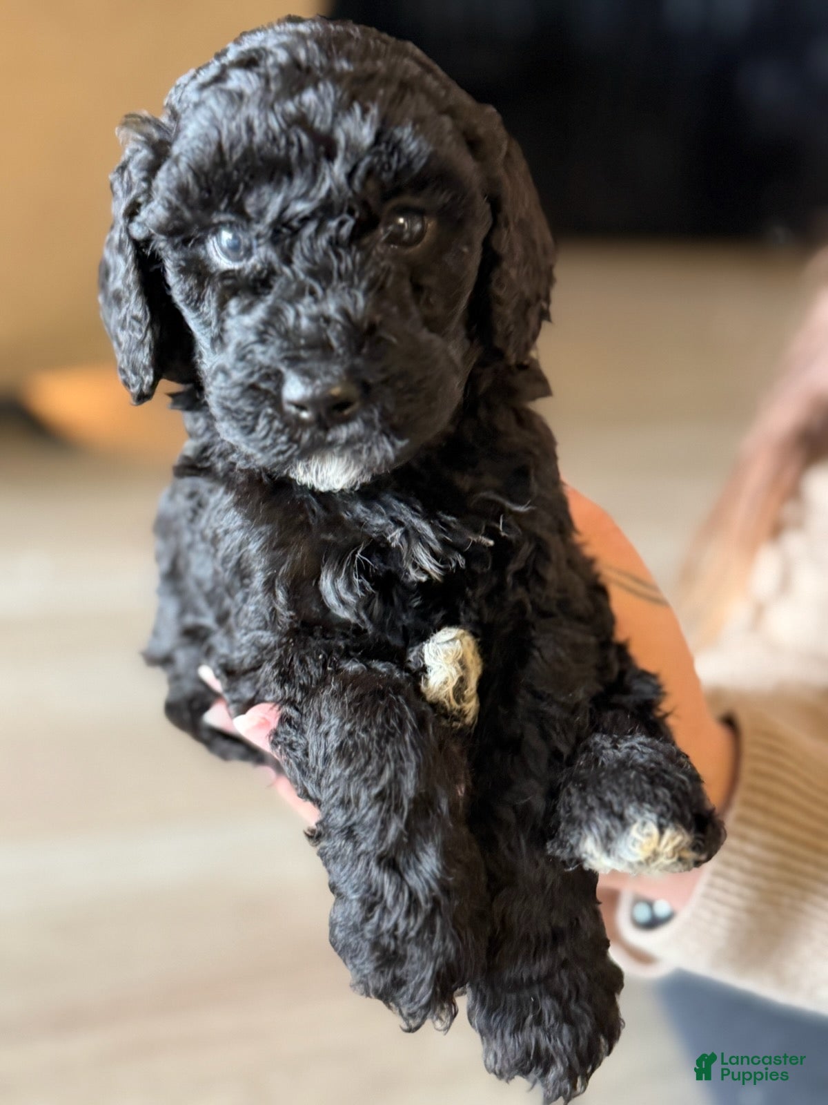 Labradoodle dogs for sale: Tootsie - Ad 2