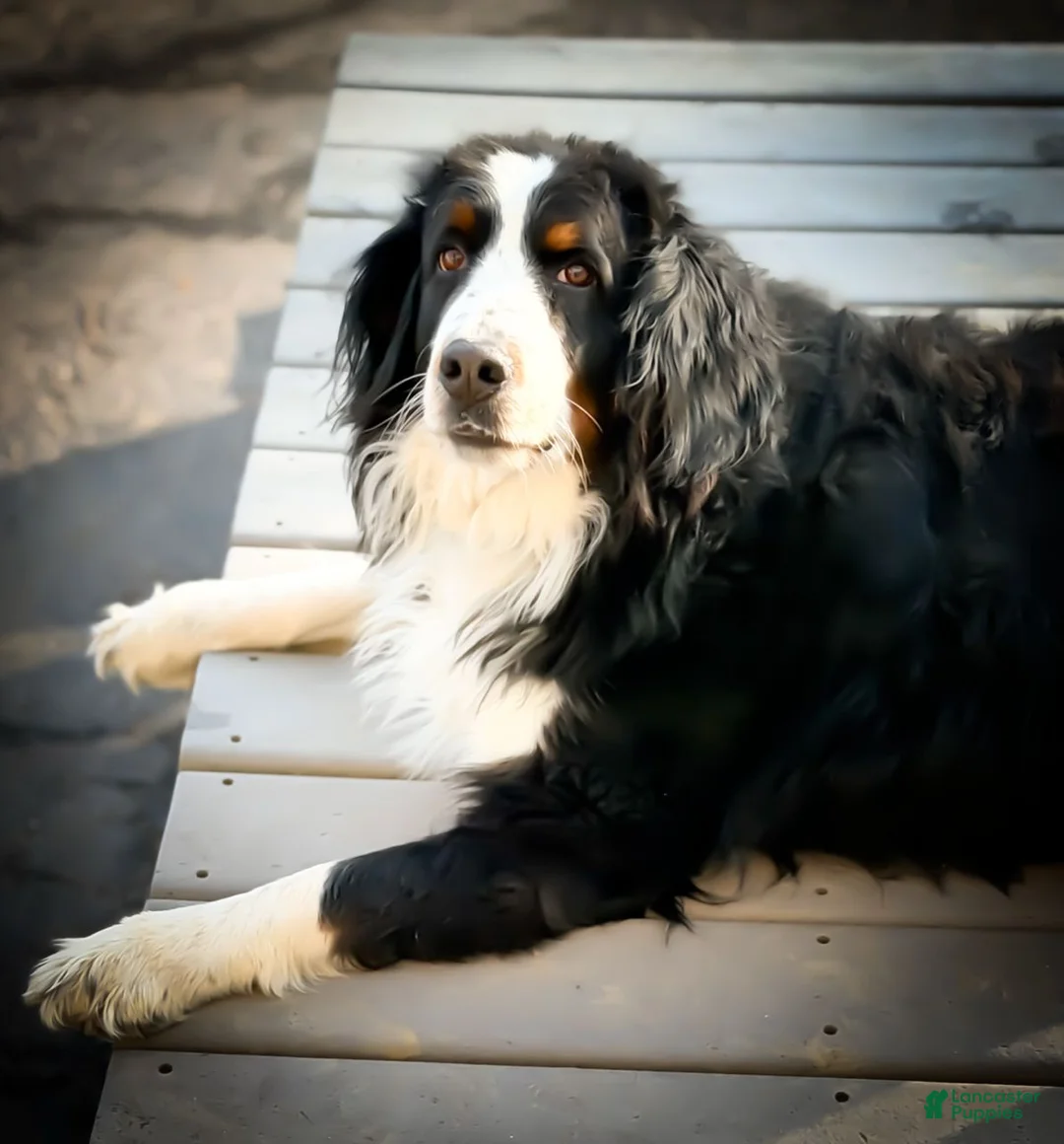 Bernedoodle dogs for sale: Saul - Ad 2