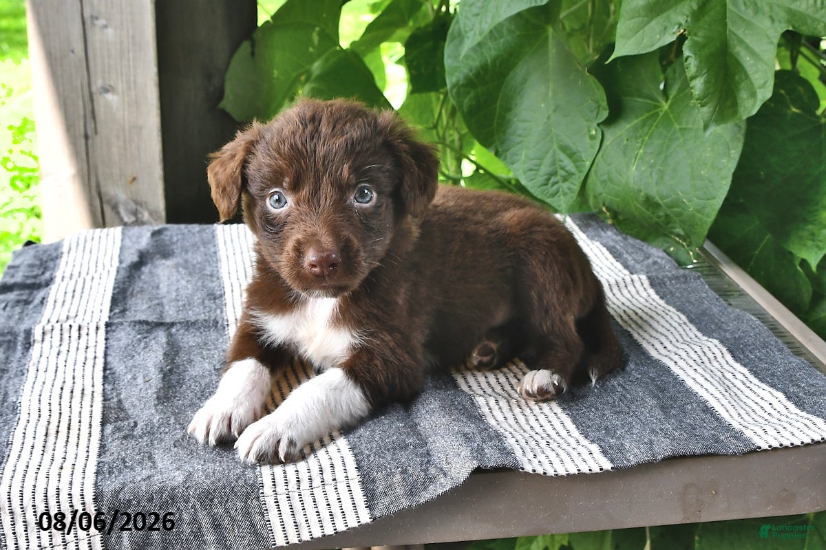 Mixed Breed dogs Milo - Ad 2