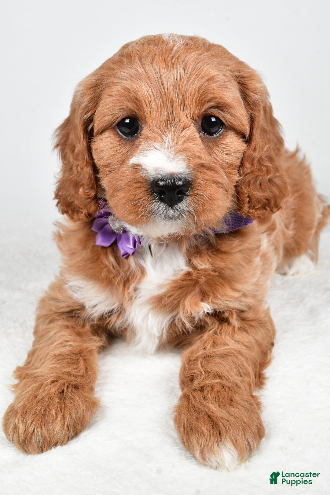 Cavapoo dogs for sale: Abigail - Ad 3