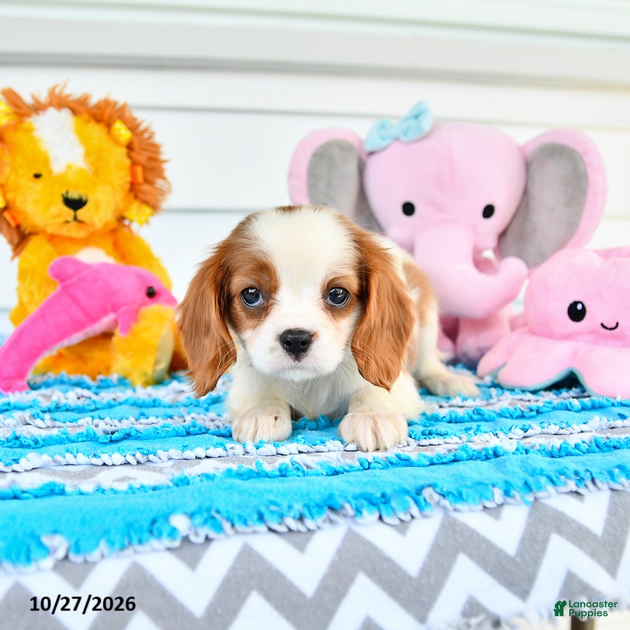 Cavalier King Charles Spaniel dogs for sale: Rina - Ad 1
