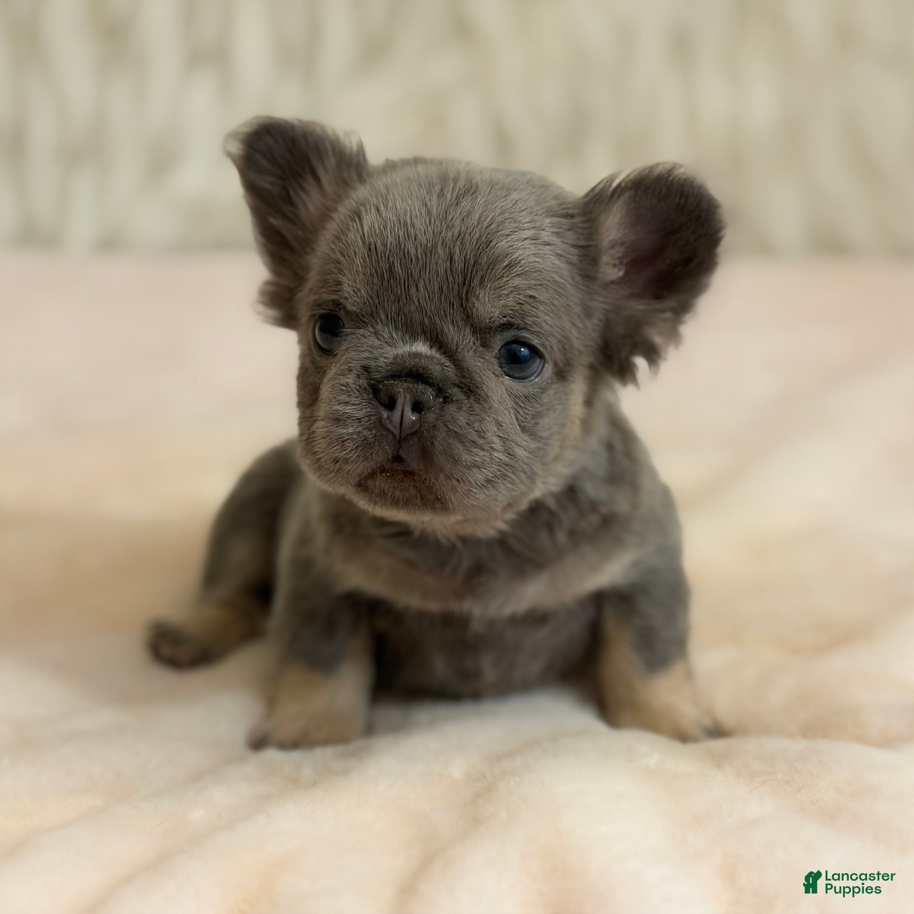 French Bulldog dogs French Bulldog Puppy 3 - Ad 2