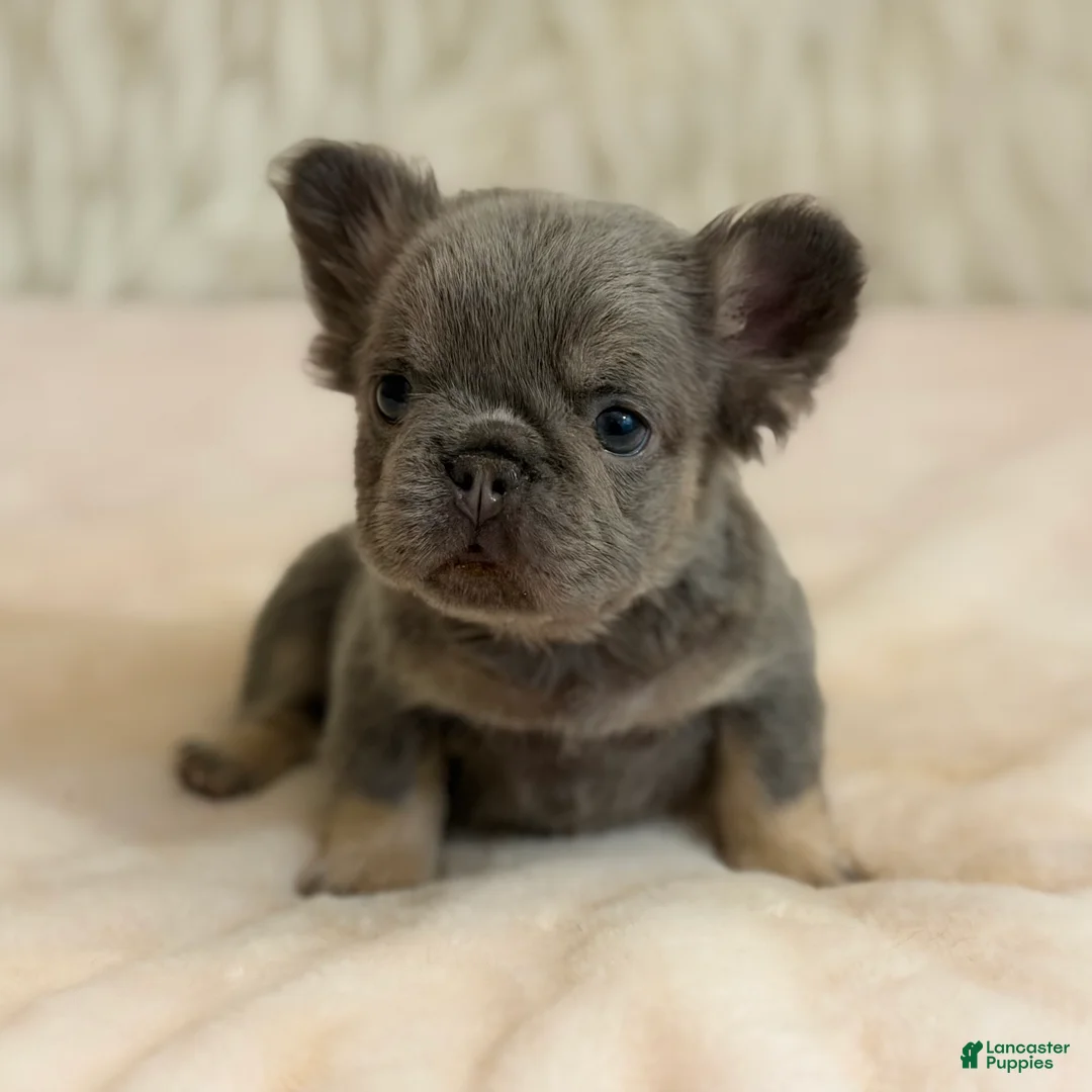 French Bulldog dogs for sale: French Bulldog Puppy 3 - Ad 2