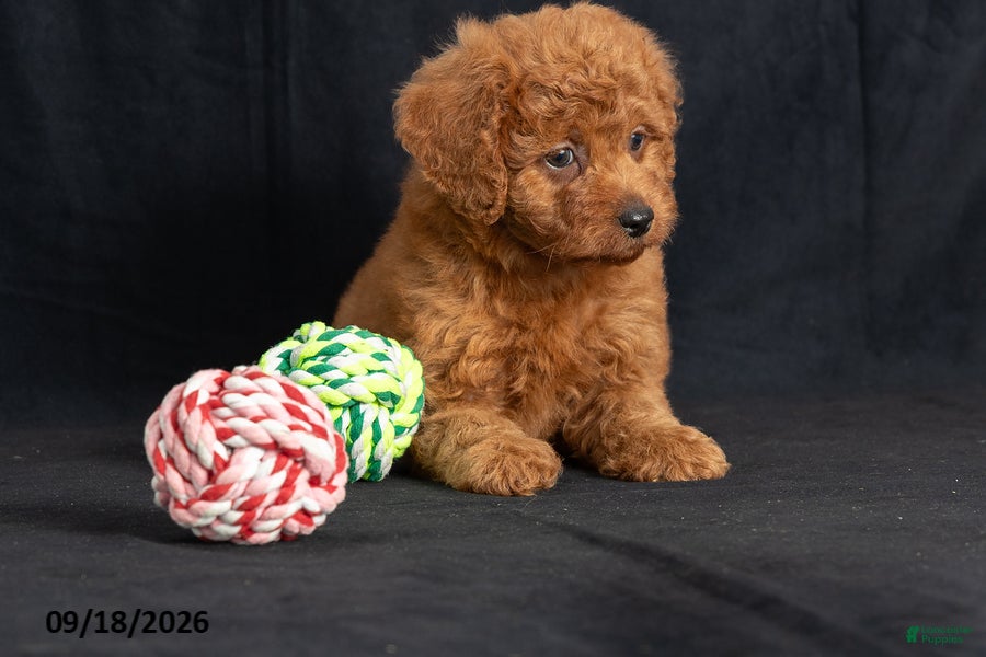 Mini Goldendoodle dogs Denise - Ad 2