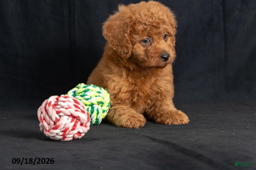 Mini Goldendoodle dogs for sale: Denise - Ad 2