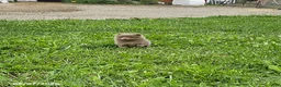 Pomeranian dogs for sale: Teddy - Ad 14