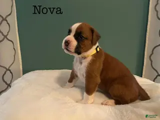 Boxer dogs Nova - Ad 31