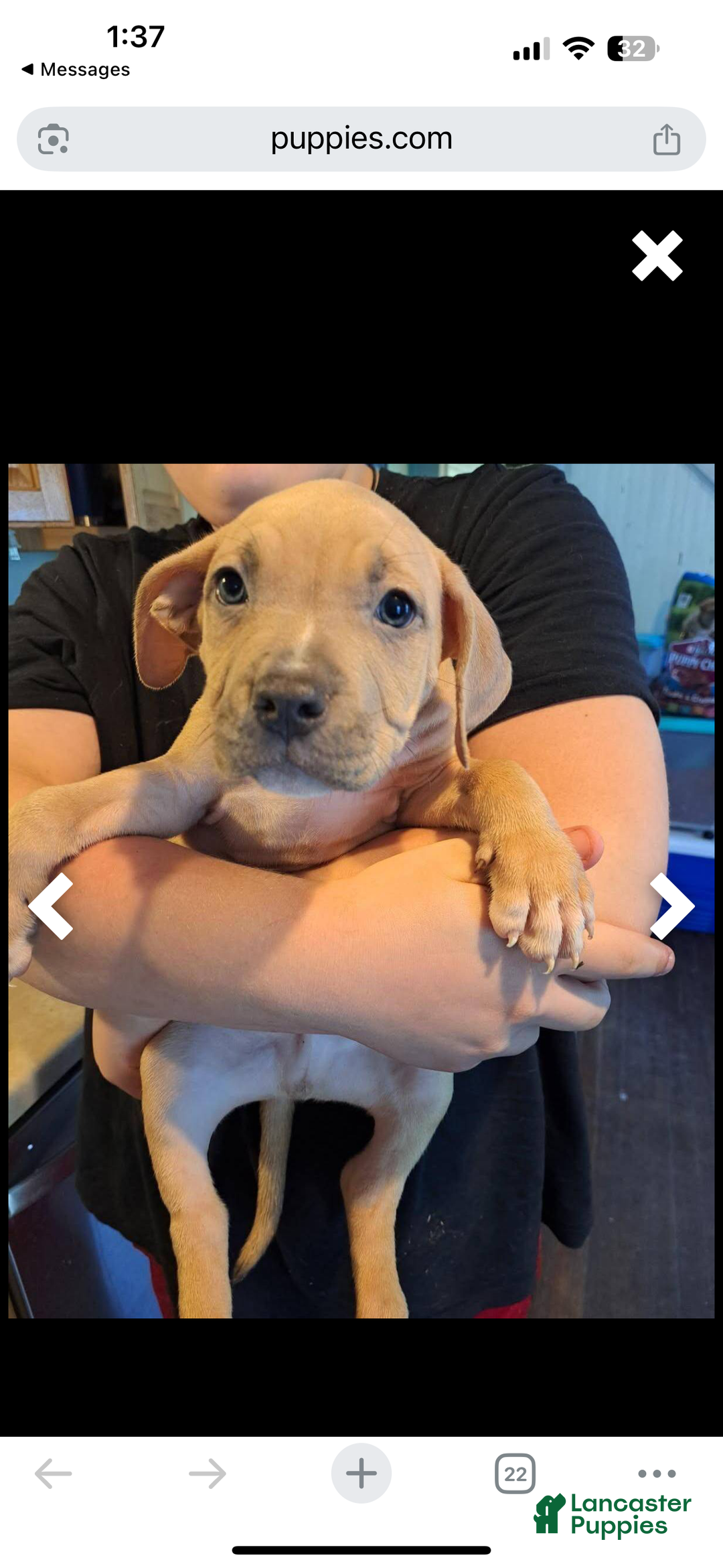 American Bully dogs for sale: American Bully Puppy 1 - Ad 2