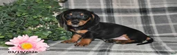 Miniature Dachshund dogs for sale: Clyde - Ad 4